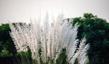 Kans Grass