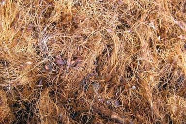 Palm Fiber