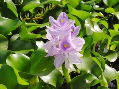 Water Hyacinth